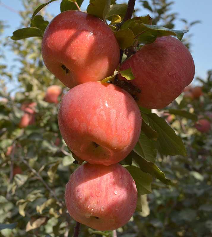 廣州市布哈列貿易公司