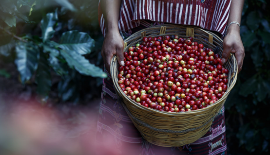 2020云南咖啡生豆大賽兩岸共33個站點即將火熱開賽！